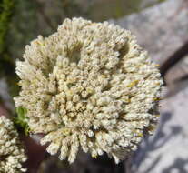 Image of Pointy Blombush