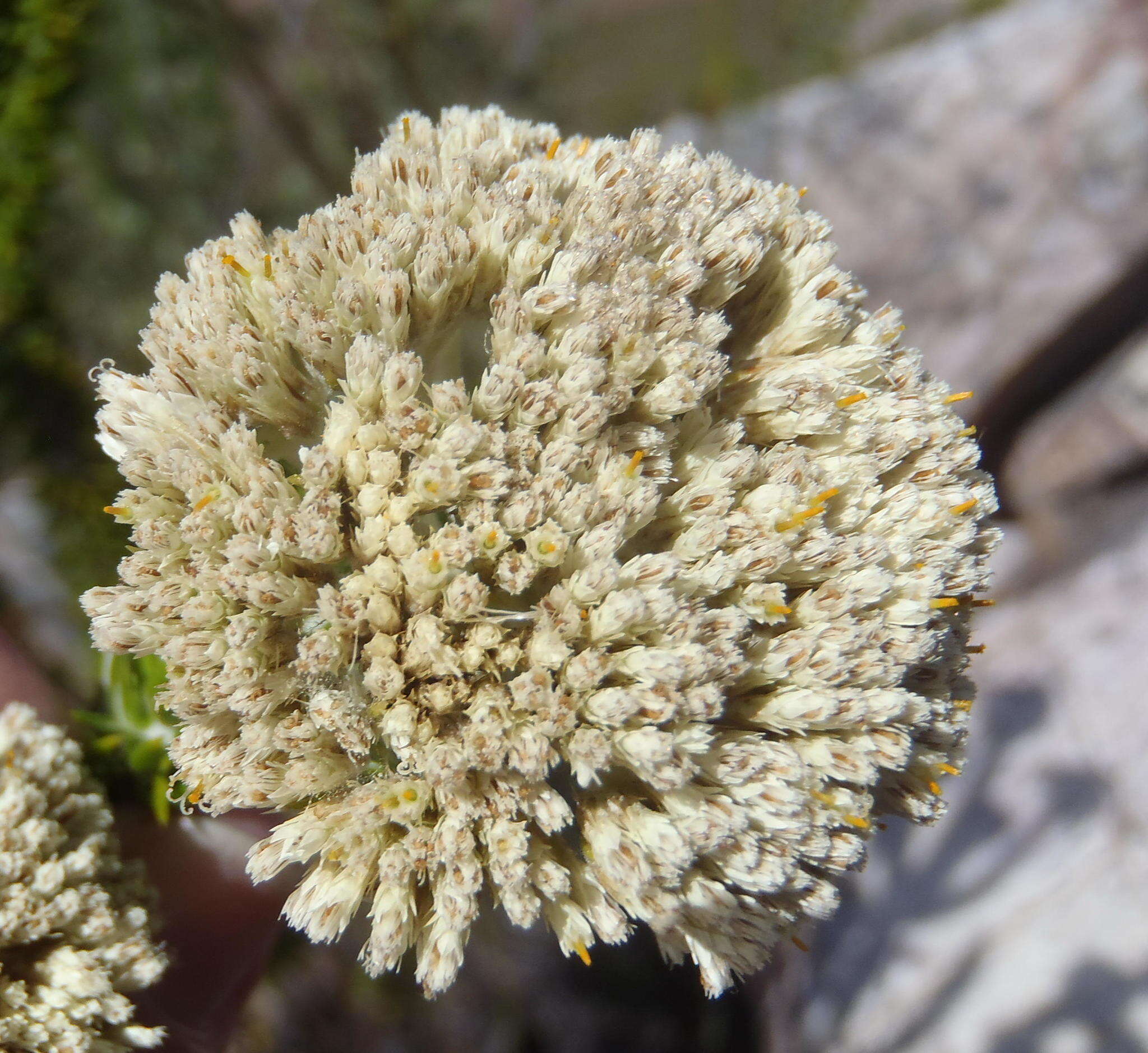 Image of Pointy Blombush
