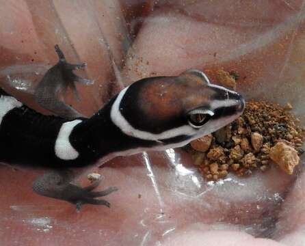 Image of Black Banded Gecko