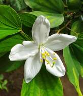 Plancia ëd Bauhinia acuminata L.