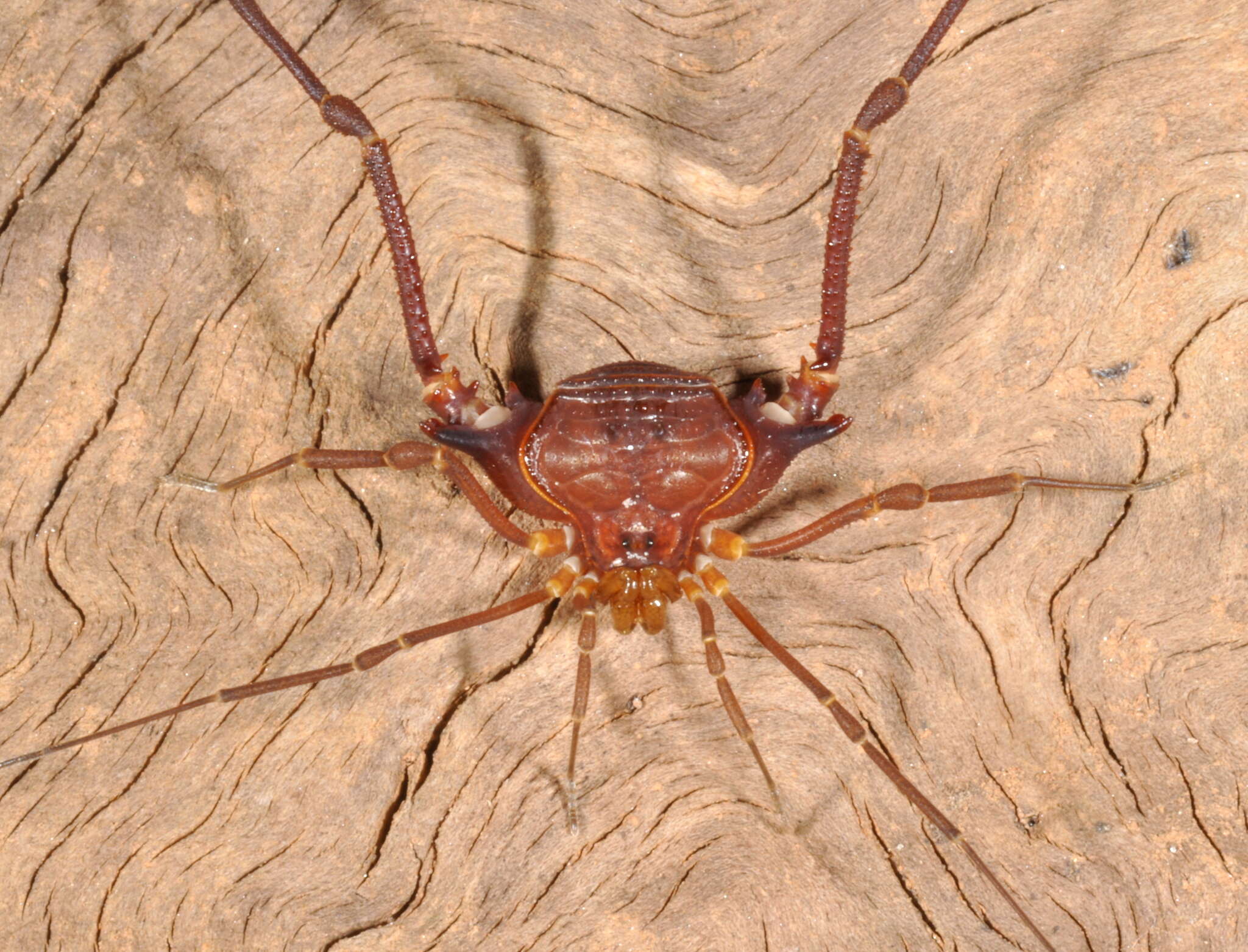 Image of Krateromaspis Carvalho & Kury 2021