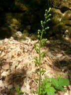 Image of Common twayblade