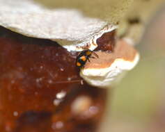 Слика од Mycetina perpulchra (Newman 1838)