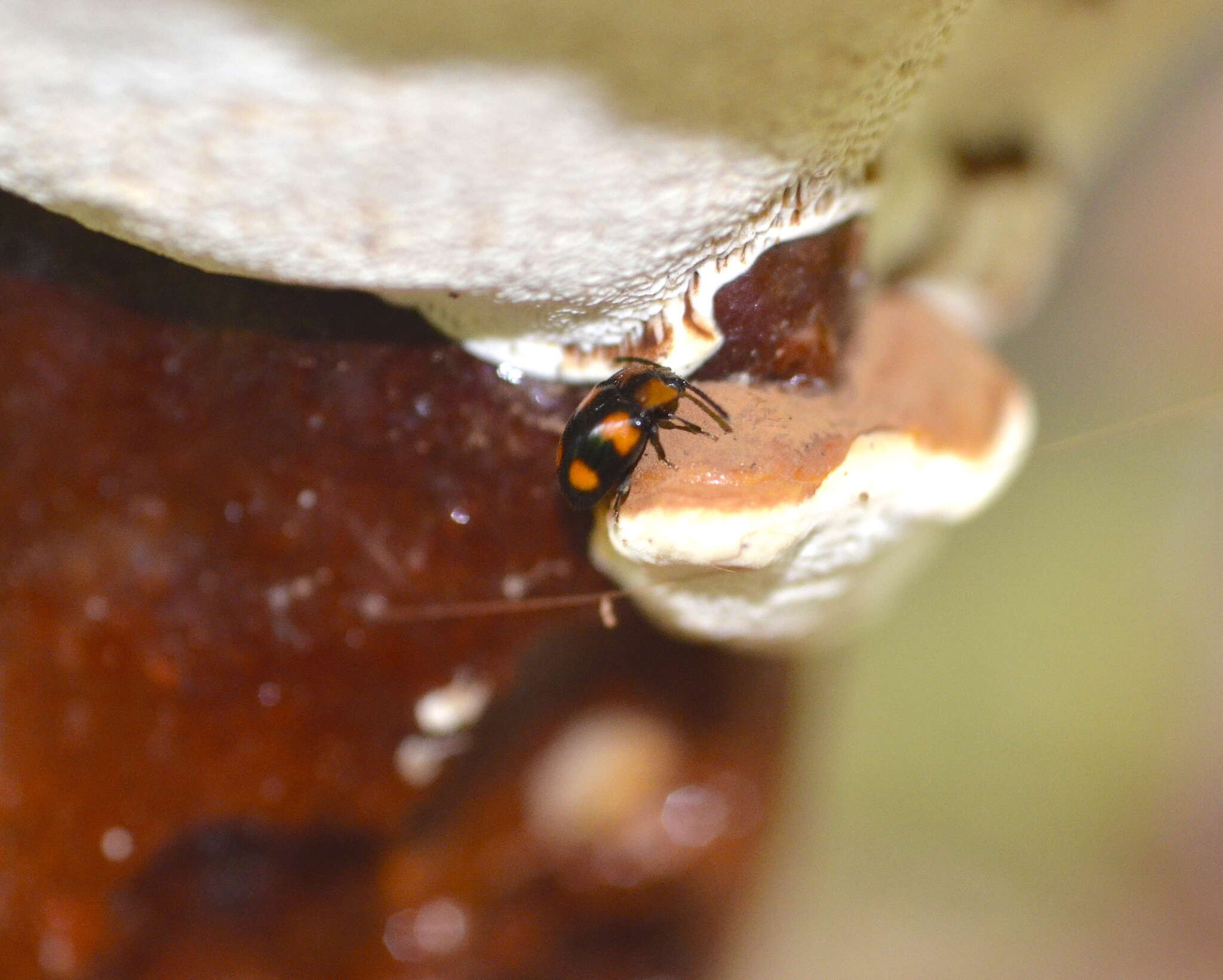 Слика од Mycetina perpulchra (Newman 1838)