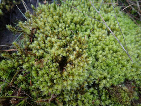 Imagem de Breutelia pendula Mitten 1859