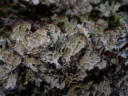 Image of ragged lichen