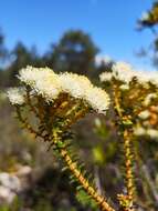 Image of Berzelia cordifolia Schltdl.