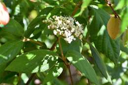 Image of Viburnum jucundum Morton