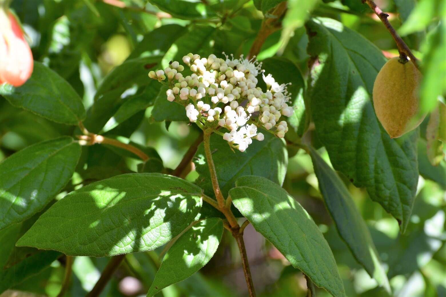 Image of Viburnum jucundum Morton