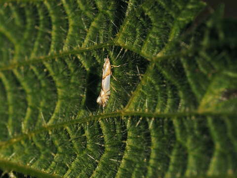 Image of Phyllonorycter roboris (Zeller 1839)