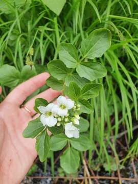 Image of Cardamine yezoensis Maxim.