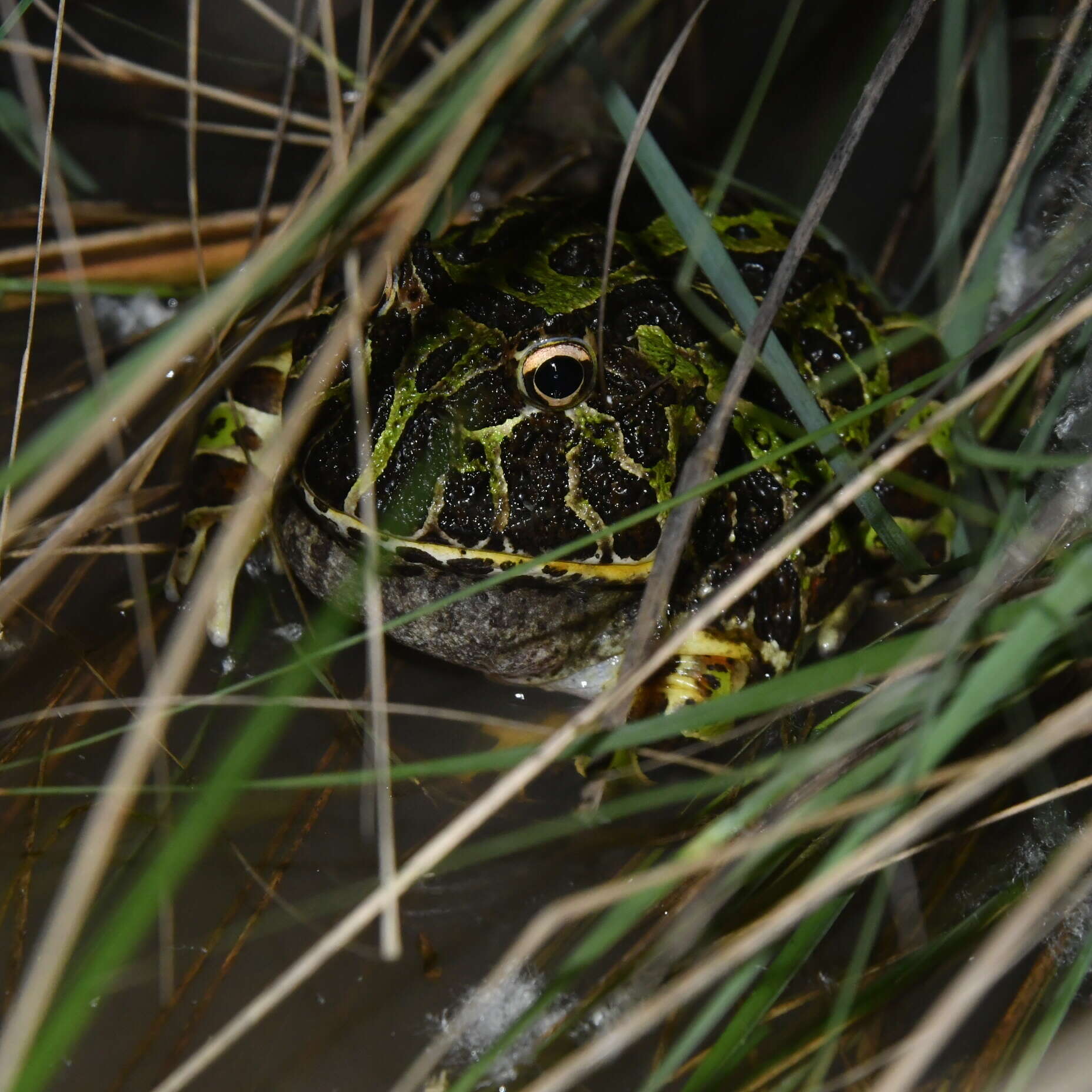 Imagem de Ceratophrys ornata (Bell 1843)