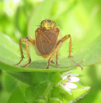 Image of Scathophaga stercoraria (Linnaeus 1758)