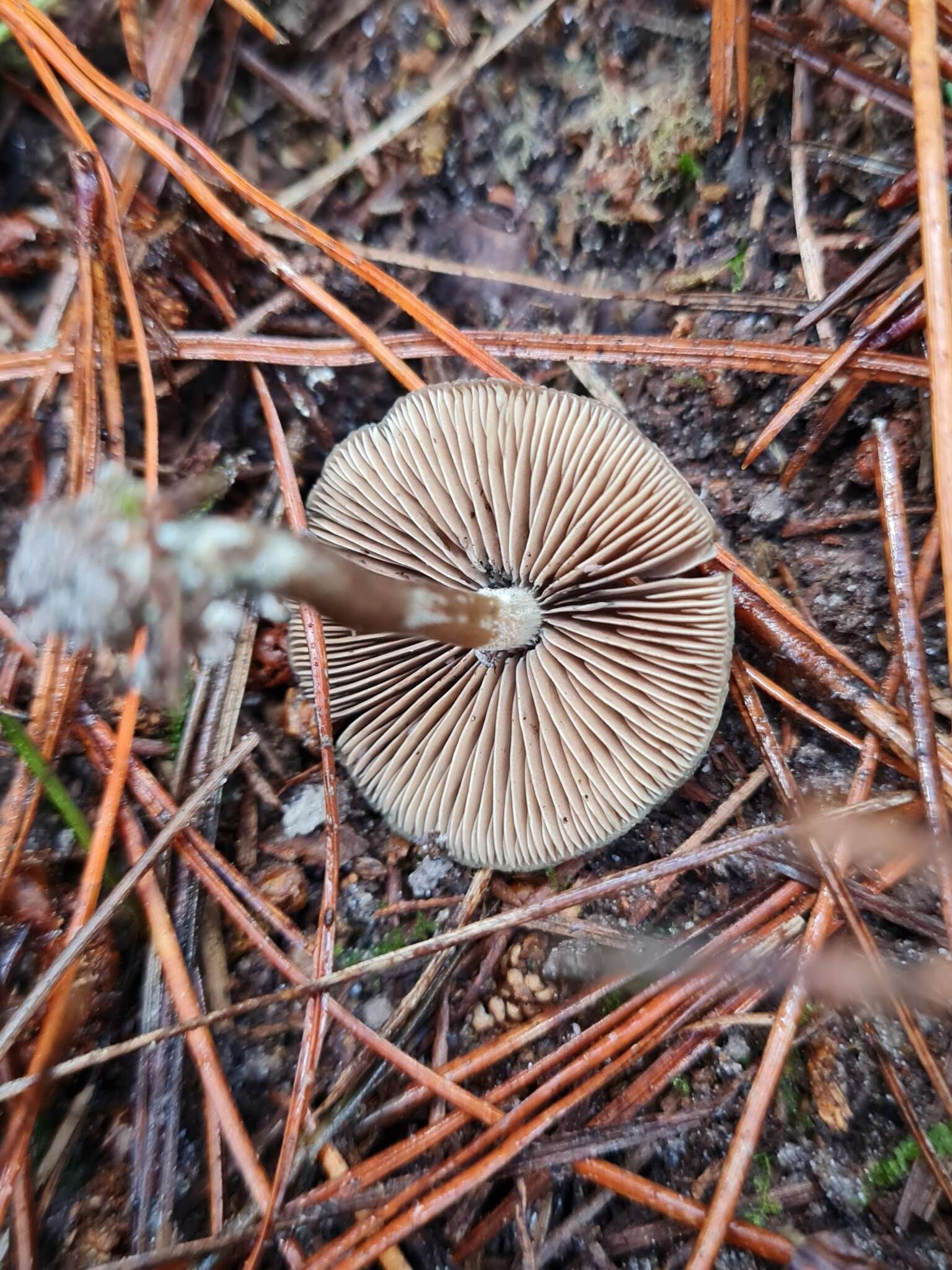 Image de Psilocybe aucklandiae Guzmán, C. C. King & Bandala 1991