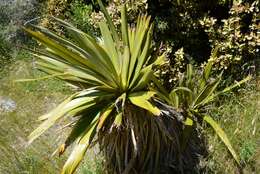 Image of Cordyline indivisa (G. Forst.) Endl.