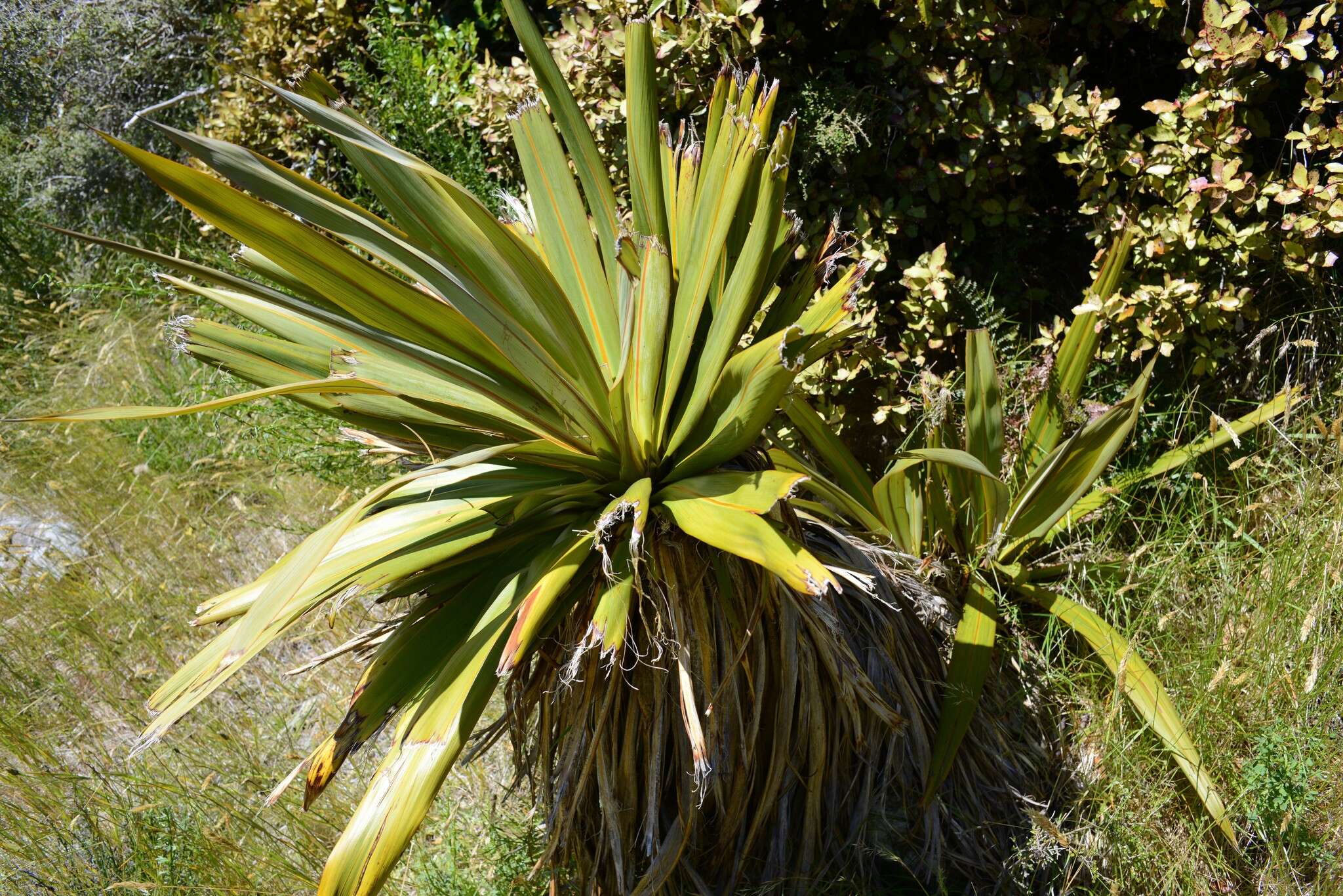 Image of Cordyline indivisa (G. Forst.) Endl.