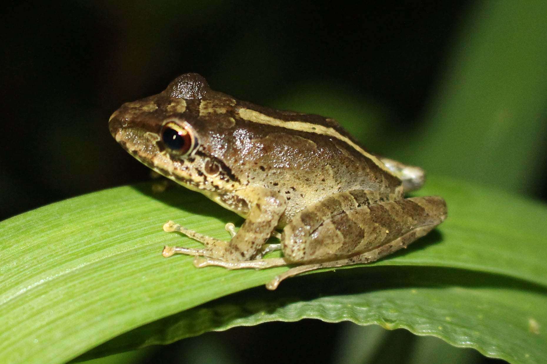 Image of Pristimantis w-nigrum (Boettger 1892)