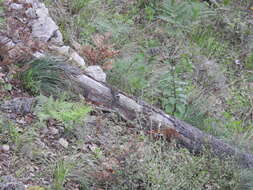 Image of Durango Chipmunk