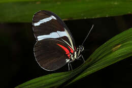 Image of Heliconius antiochus Linnaeus 1767