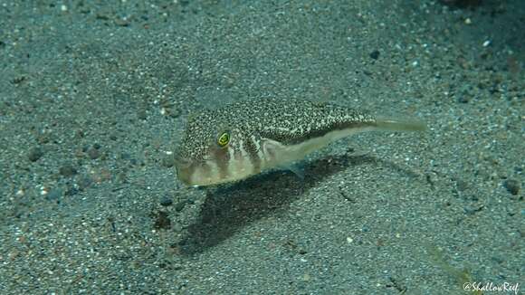 Image of Yellow-stripe Toadfish