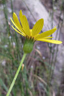 Plancia ëd Dolichorrhiza renifolia (C. A. Mey.) Galushko