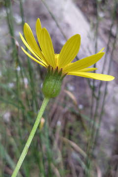 Plancia ëd Dolichorrhiza renifolia (C. A. Mey.) Galushko