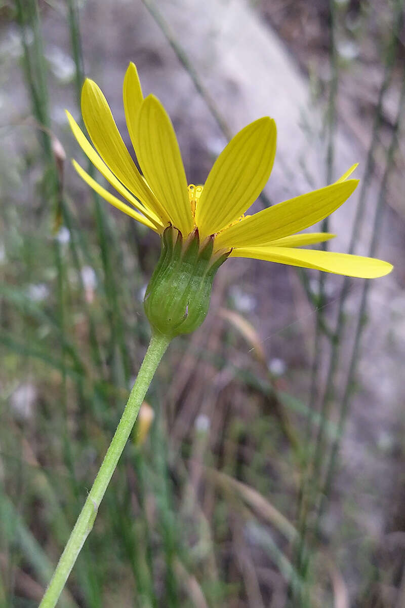 Plancia ëd Dolichorrhiza renifolia (C. A. Mey.) Galushko