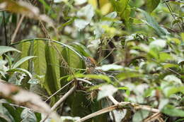 Image of Black-crested Antshrike