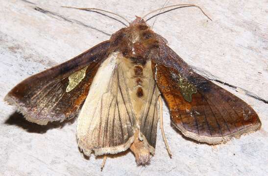 Autographa bractea Schiffermüller 1776 resmi