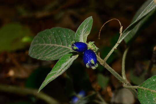 صورة Coccocypselum lanceolatum (Ruiz & Pav.) Pers.