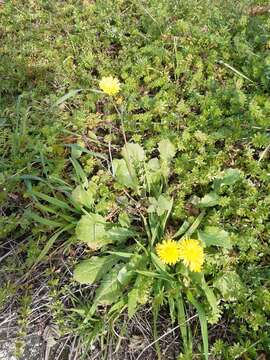 Image of Crepis sancta subsp. nemausensis (P. Fourn.) Babc.