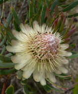 Plancia ëd Protea scolymocephala (L.) Reich.