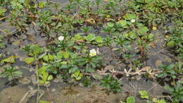 Image of Water-dragon