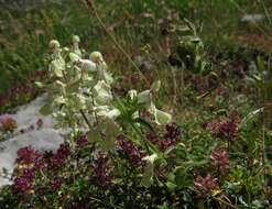 Stachys recta subsp. labiosa (Bertol.) Briq. resmi