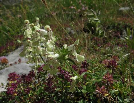 Image of Stachys recta subsp. labiosa (Bertol.) Briq.