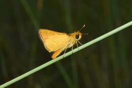 Image of Taractrocera papyria agraulia Hewitson 1868