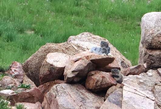 Image of Pallas’s cat