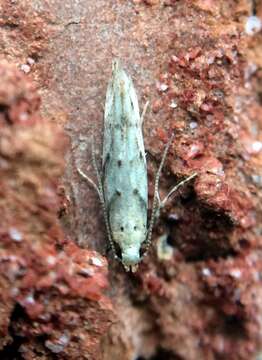 Image of Coleotechnites coniferella Kearfott 1907