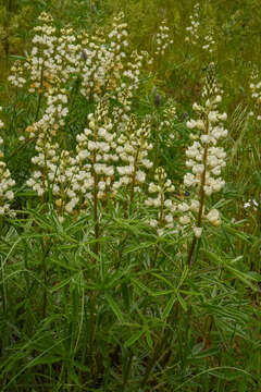 Image of sulphur lupine