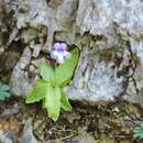 Image of Pinguicula mundi G. Blanca, M. Jamilena, M. Ruiz-Rejan & R. Zamora