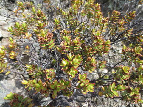 Image of Veronica decumbens Armstr.