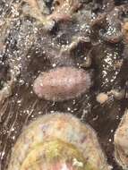 Image of Chiton