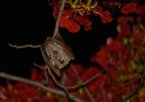 Image of Angolan Epauletted Fruit Bat