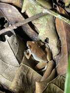 Image of Buea Screeching Frog