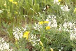 Image of silky sophora