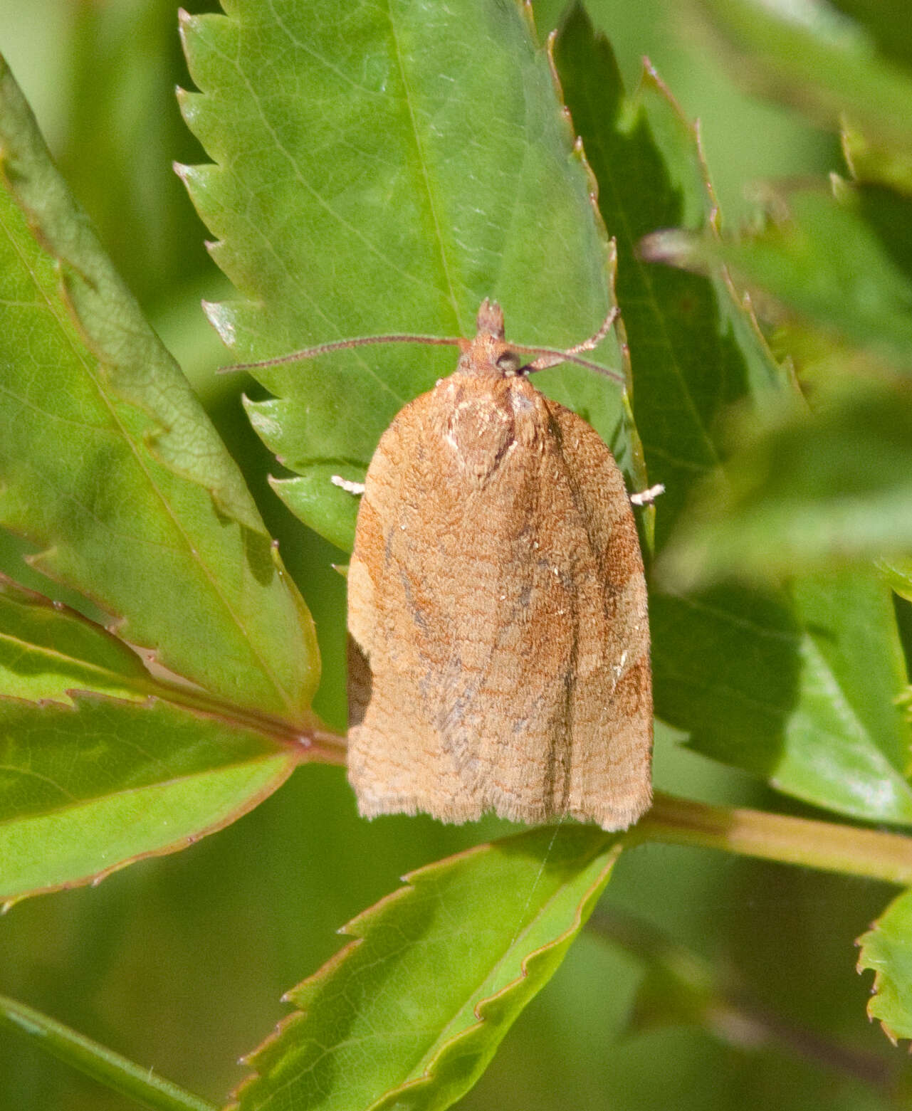 Image of Wide-stripe Leafroller