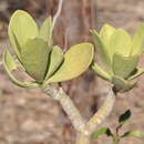 Sivun Kalanchoe grandidieri Baill. kuva