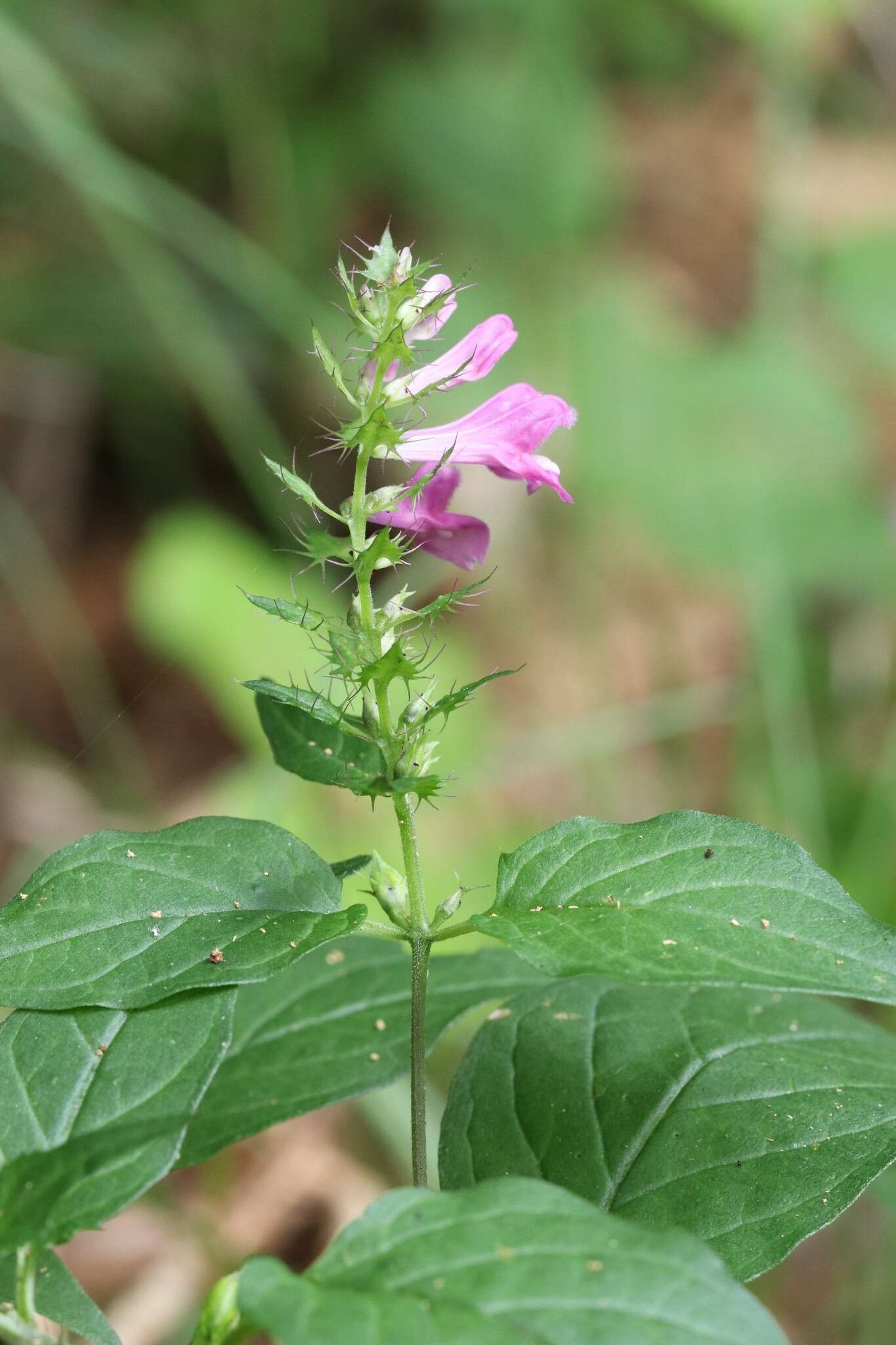 Image of Melampyrum roseum Maxim.