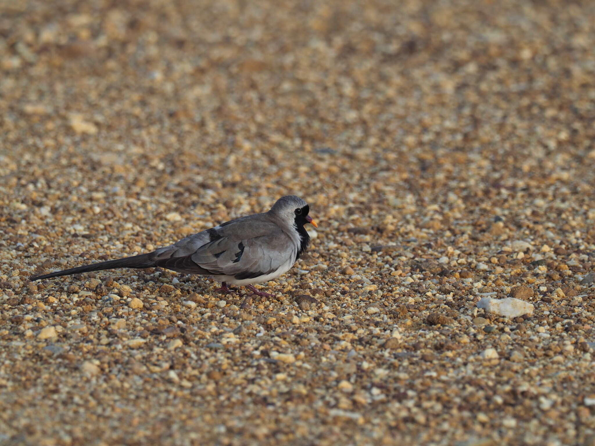 Image of Oena capensis capensis (Linnaeus 1766)