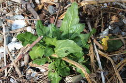 Image of common beet